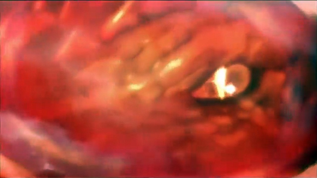 Dragon Dynasty Trailer DF