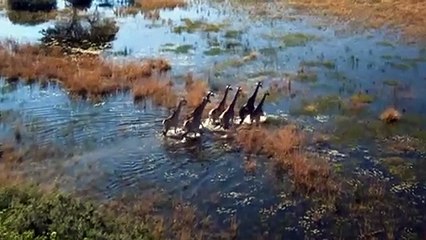 African Safari 3D Trailer OV