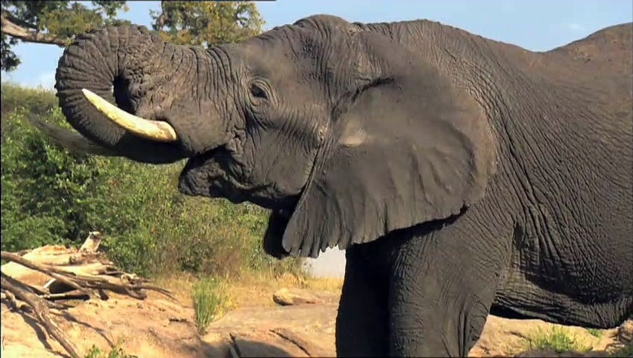 Serengeti Teaser DF