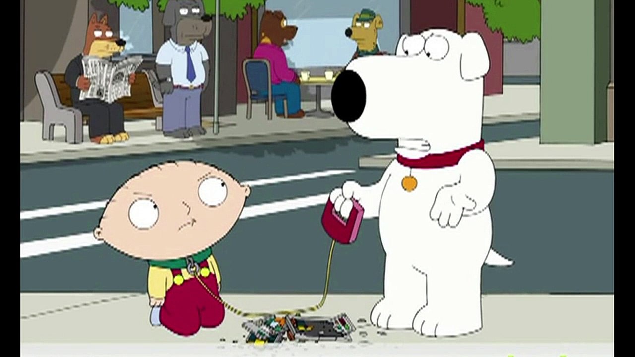 Top 5 - Die cleversten Hunde
