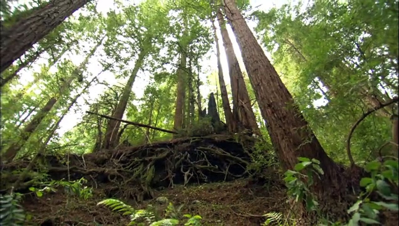 An Ecology of Mind Trailer OV