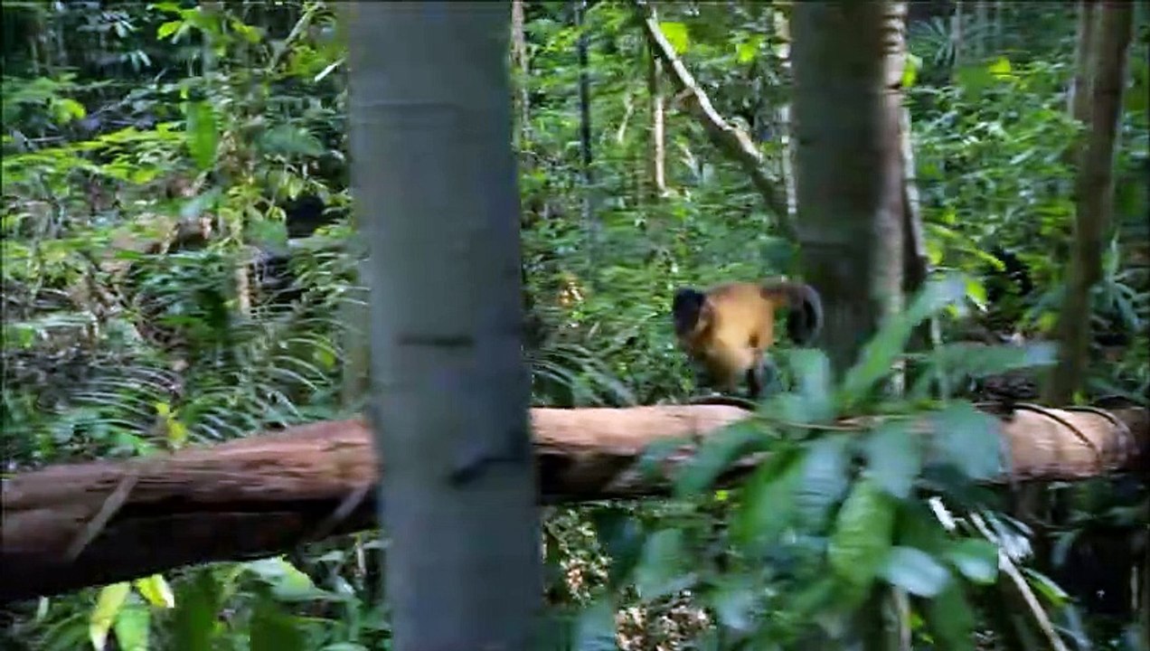 Amazonia - Abenteuer im Regenwald Teaser DF