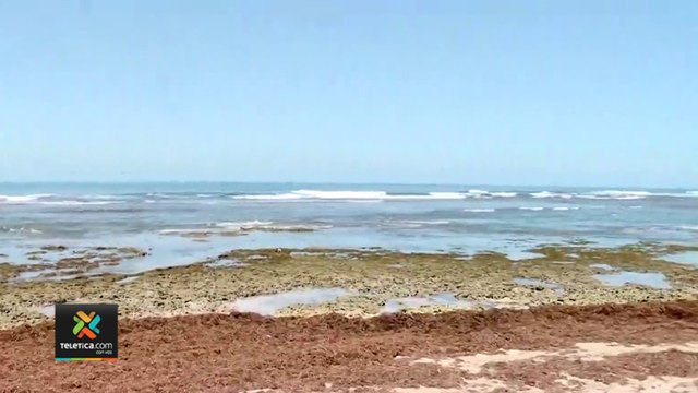 tn7-gran-cantidad-de-sargassum-en-las-costas-de-puerto-viejo-080322