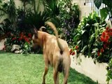 Marmaduke Trailer (2) DF
