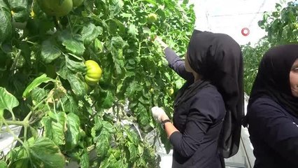 Kadın eli her alanda, bu tesiste çalışanların neredeyse tamamı kadın