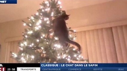 Zapping du 24/12 : Chat : 1, Sapin : 0