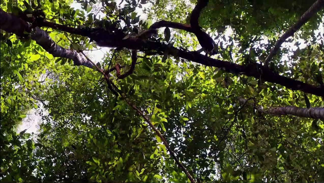 Amazonia - Abenteuer im Regenwald Trailer (2) DF