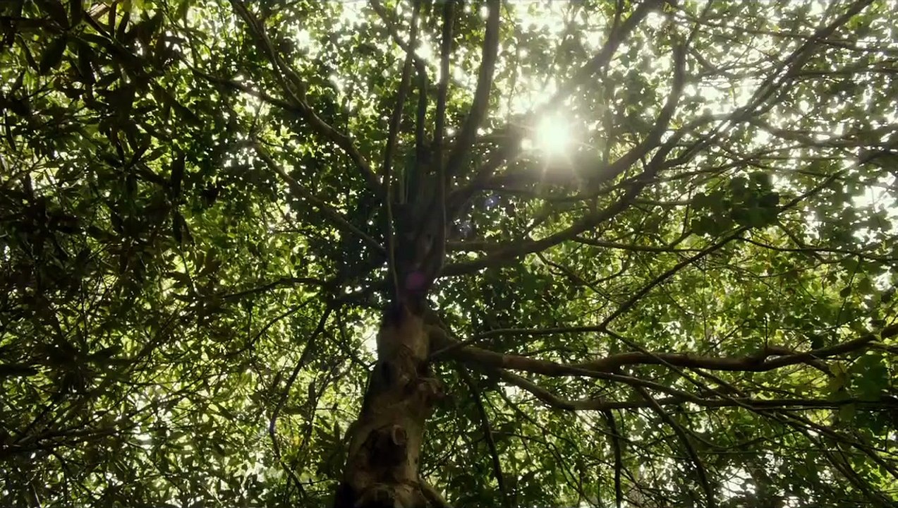 Honeymoon Trailer DF