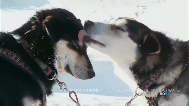 Avec mes chiens : l'odyssée sauvage de Nicolas Vanier - ba