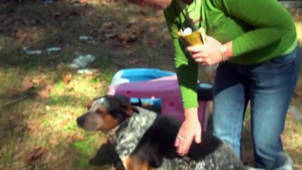 Dogs on the Inside Trailer OV 1