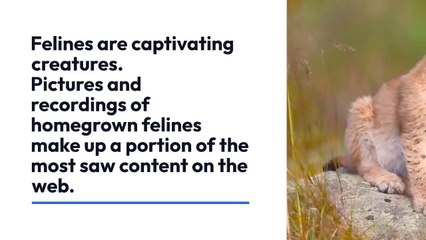 cats are captivating creatures.