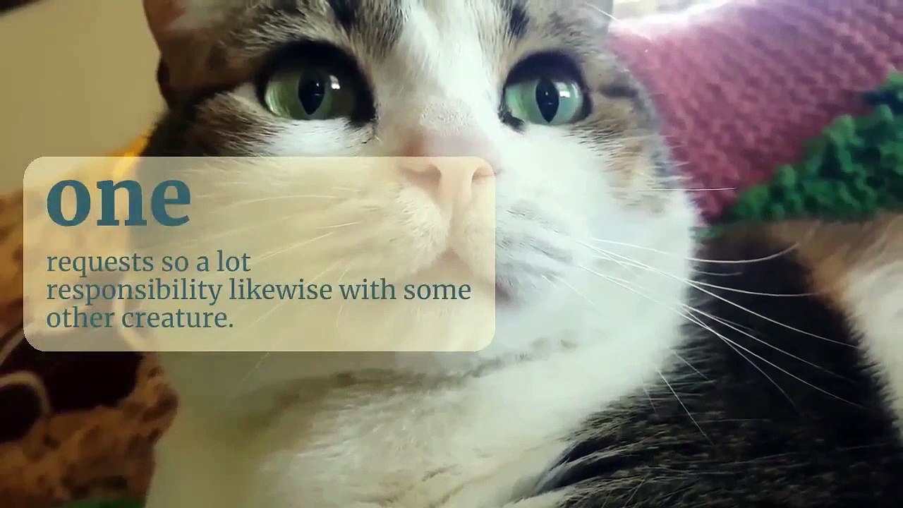 Picking theright cats