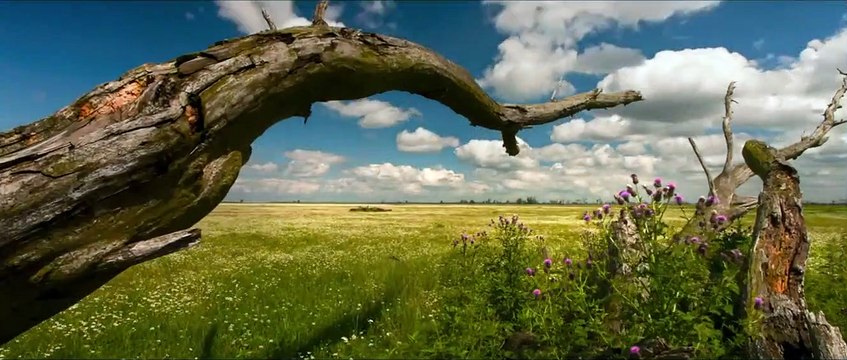 Die neue Wildnis - Große Natur in einem kleinen Land Trailer DF