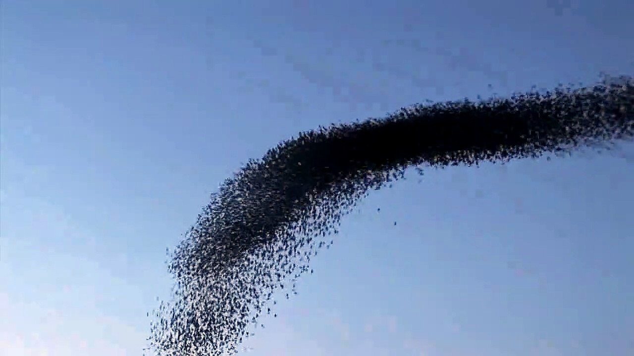 Das kreative Universum Trailer DF