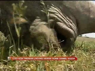 CITES gesa lindungi haiwan ikonik dengan segera