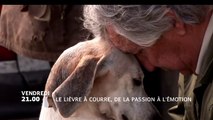 Le lièvre à courre - de la passion à l'émotion