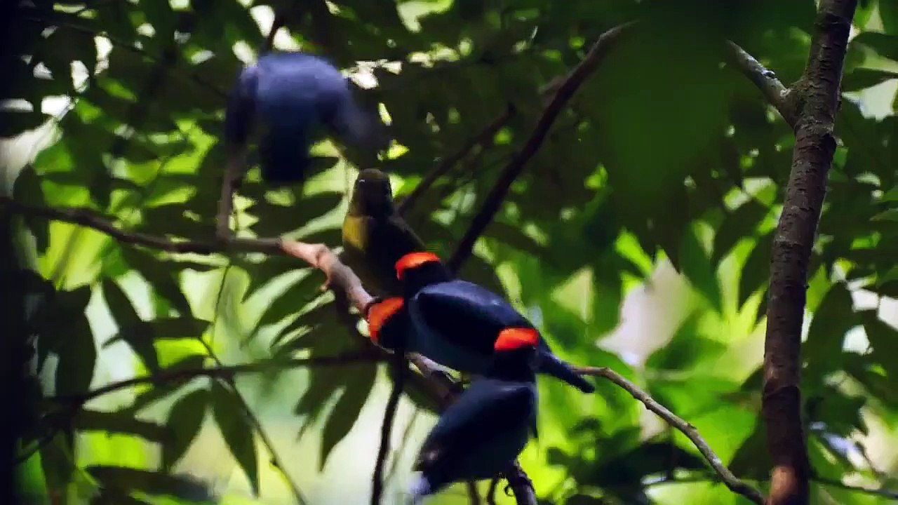 Wildes Brasilien Teaser DF