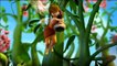 TinkerBell - Ein Sommer voller Abenteuer Trailer DF