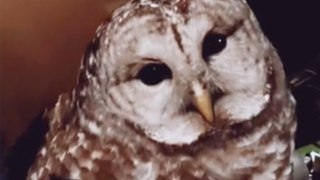 What A Hoot! Man Saves Owl That Had Been Hit