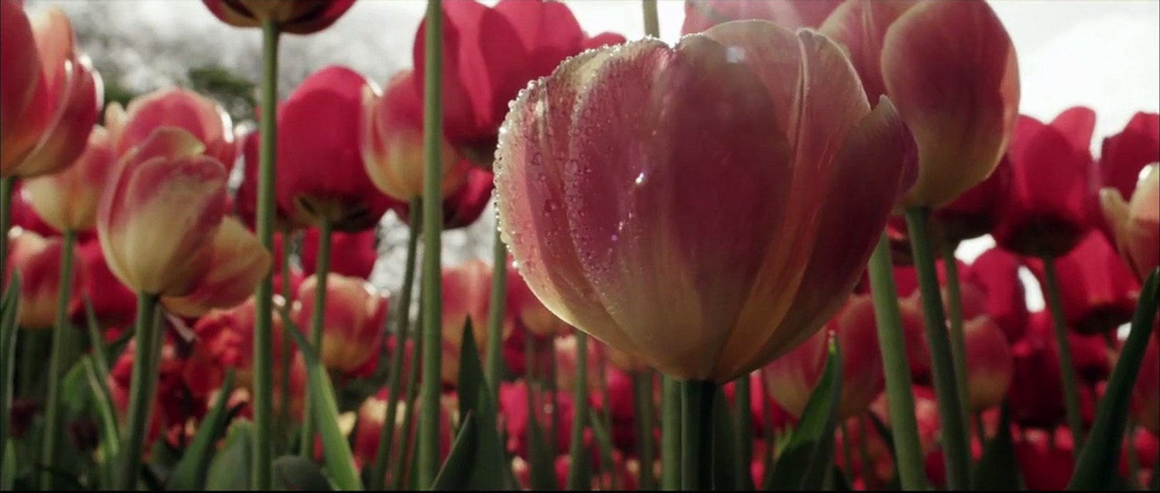 Love Eternal - Auf ewig Dein Trailer DF