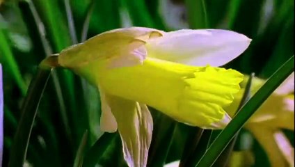 The Ecstasy of Wilko Johnson Trailer OV