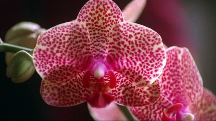 Plötzlich Gigolo Trailer DF