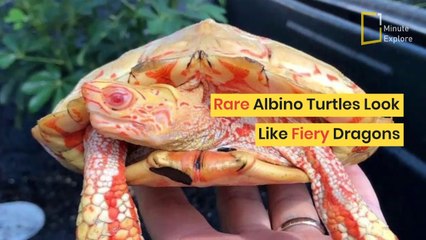 Albino Turtles Look Like Fiery Dragons