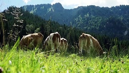 Wann wird es endlich wieder Sommer? Trailer DF
