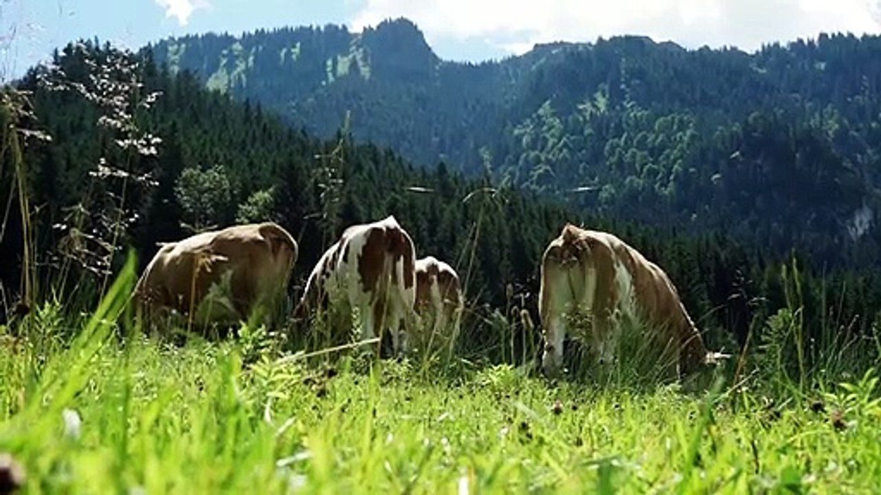 Wann wird es endlich wieder Sommer? Trailer DF