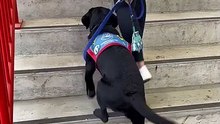 Assistance dogs at puppy training