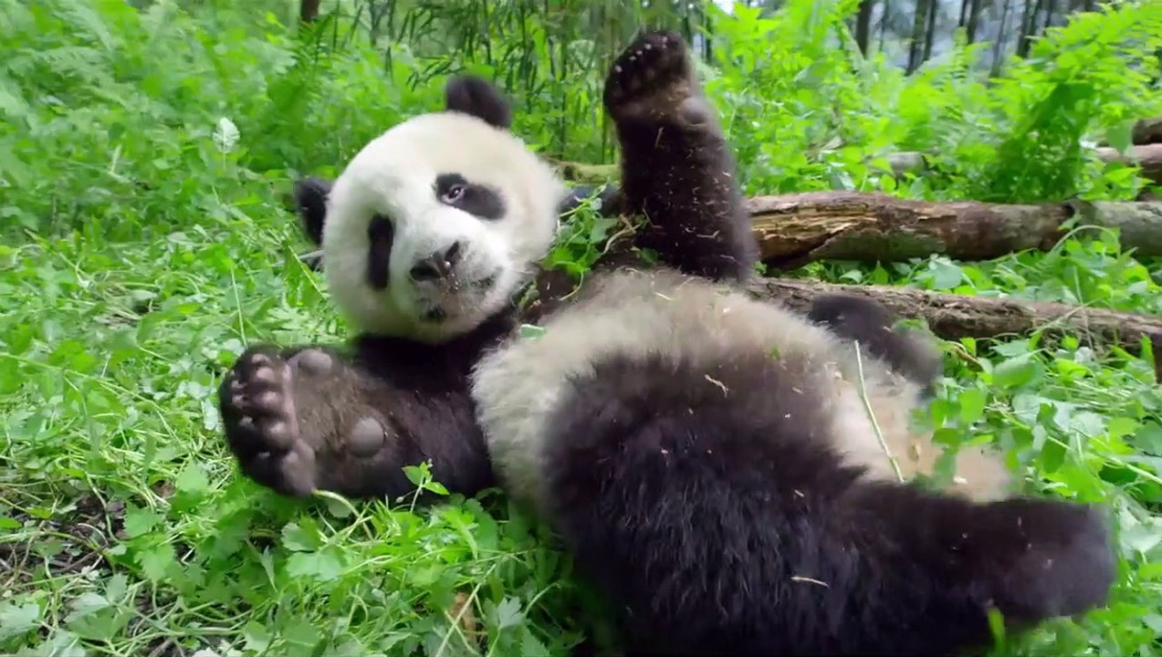 Unsere Erde 2 Trailer DF