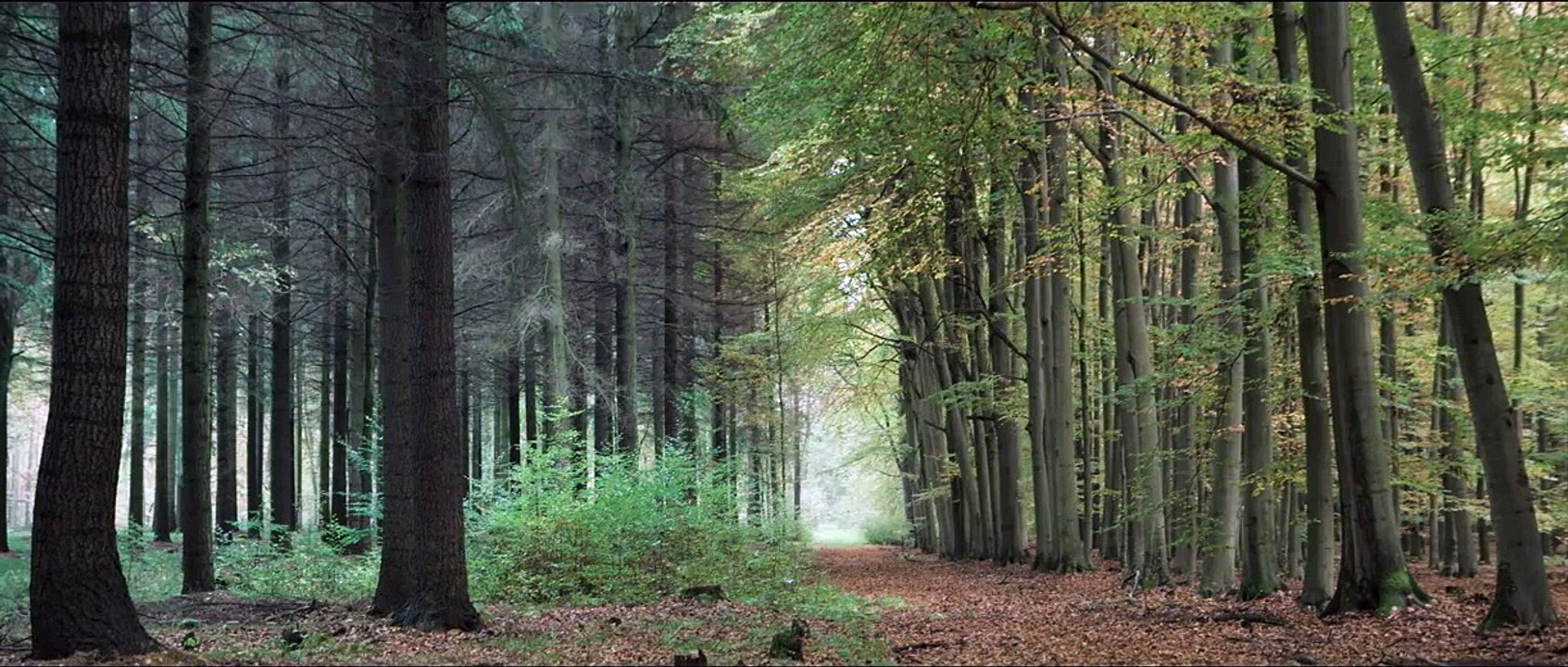 Grenzbock Trailer DF