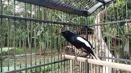 birds chirping in the morning