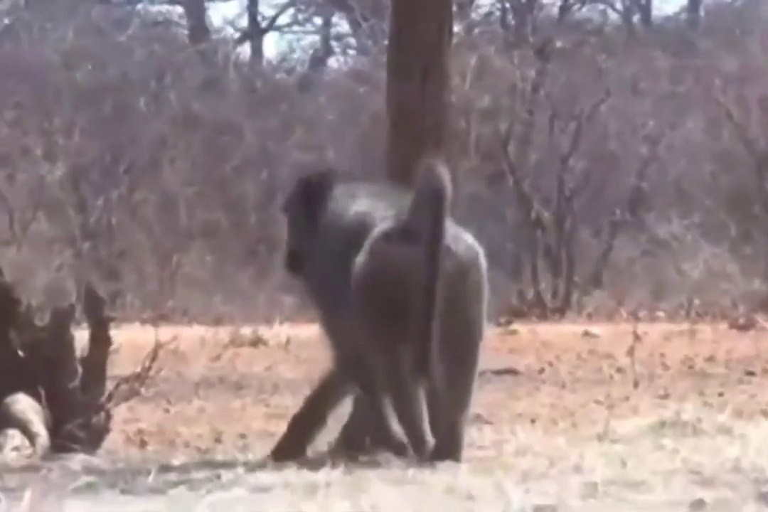 almost devoured by a lion