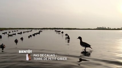 Pas-de-Calais : Terre de petit gibier