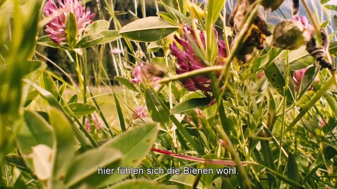 More than Honey Trailer (3) DF