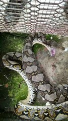 look what this snake emits