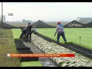 Harga padi diselaras tahun hadapan
