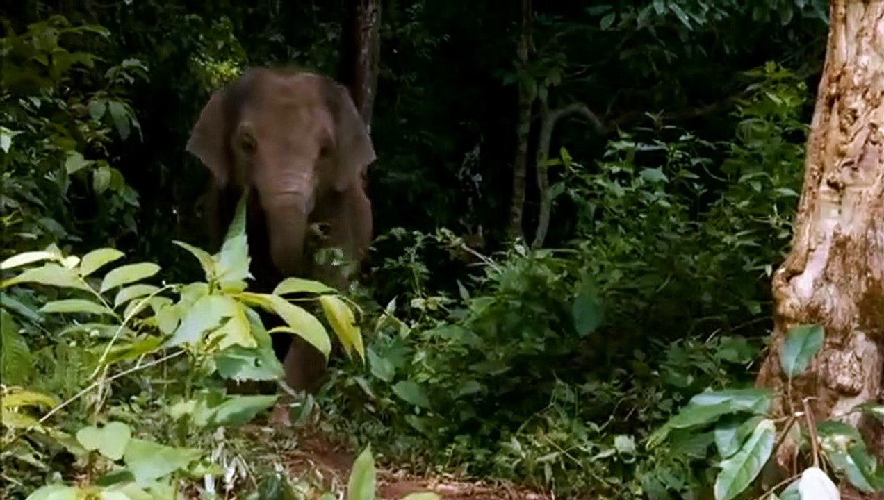 Lucky, mein Freund mit dem Rüssel Trailer DF
