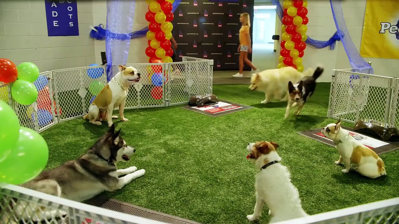 Pups United Trailer OV