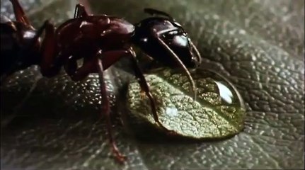 Mikrokosmos - Das Volk der Gräser Trailer OV