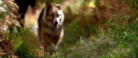 Darling Companion - Ein Hund fürs Leben Trailer OV