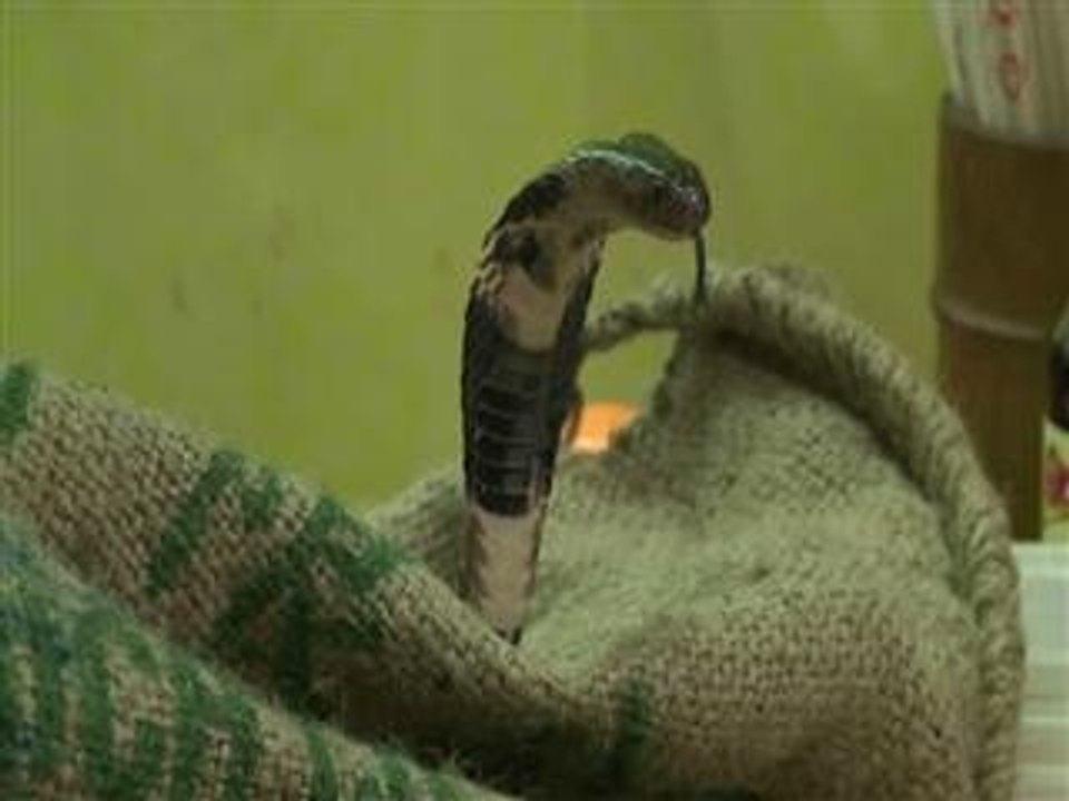 Year of Snake sees serpent sales soar in Hong Kong