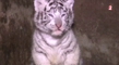 Le zapping du 02/12 : Des bébés tigres trop choupinous