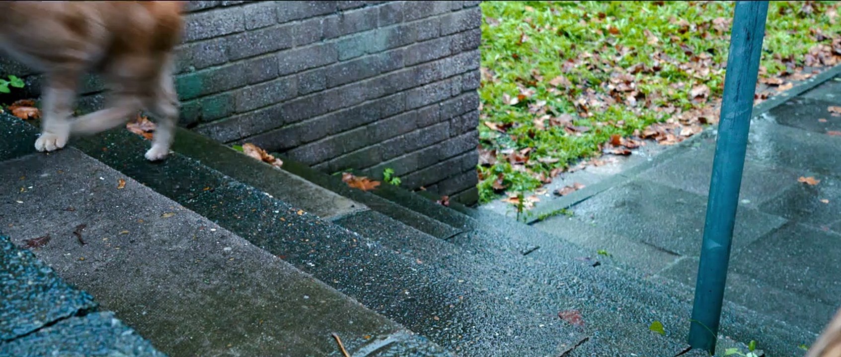 Bob, der Streuner Videoauszug DF