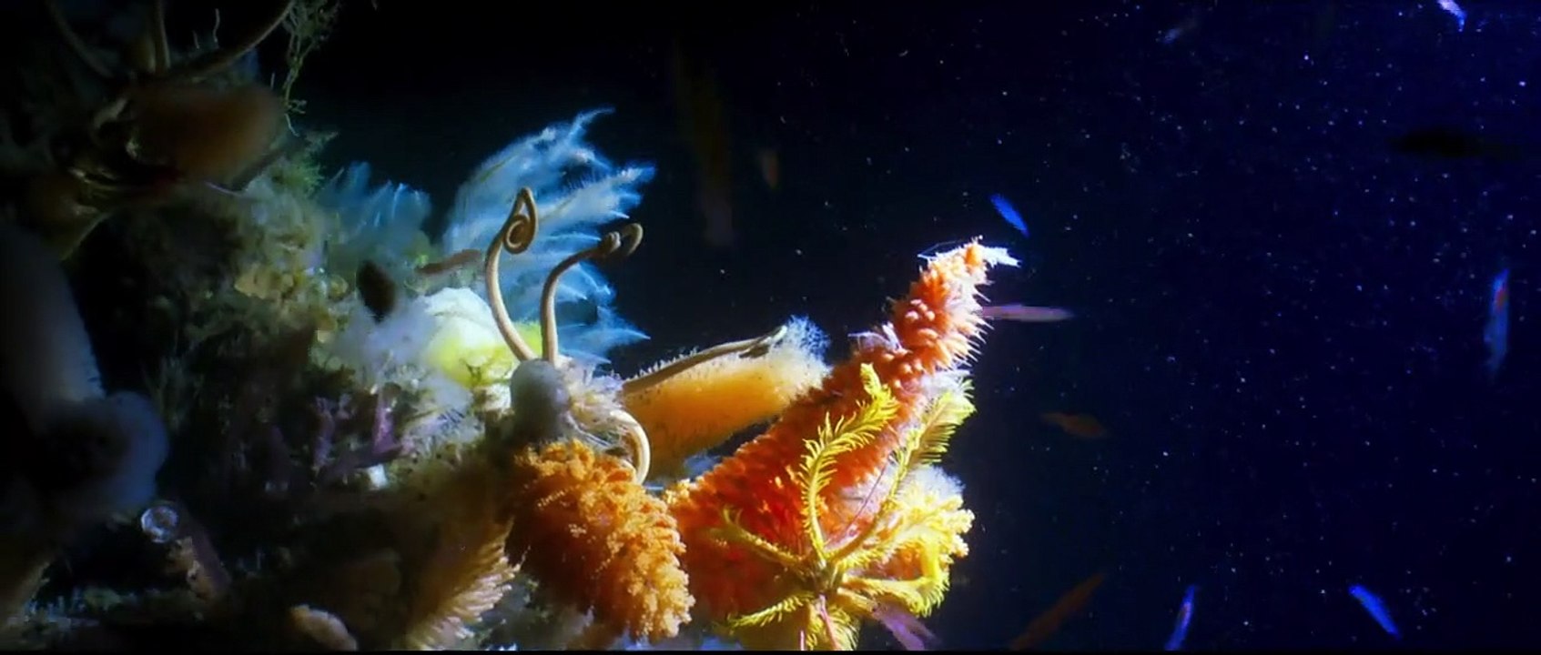 Der blaue Planet Trailer DF