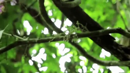 Stepping Into the Fire Trailer OV