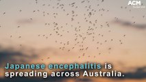 What is Japanese encephalitis and how did it get into Australia? | March 9, 2022 | ACM