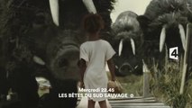 Les bêtes du sud sauvage - france 4 - 02/12