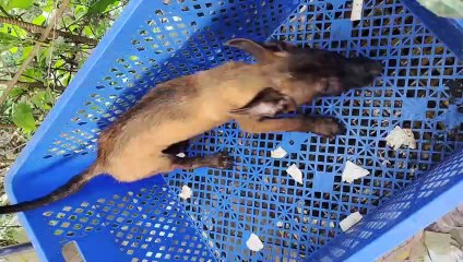 Chó Malinoi (Béc bỉ)